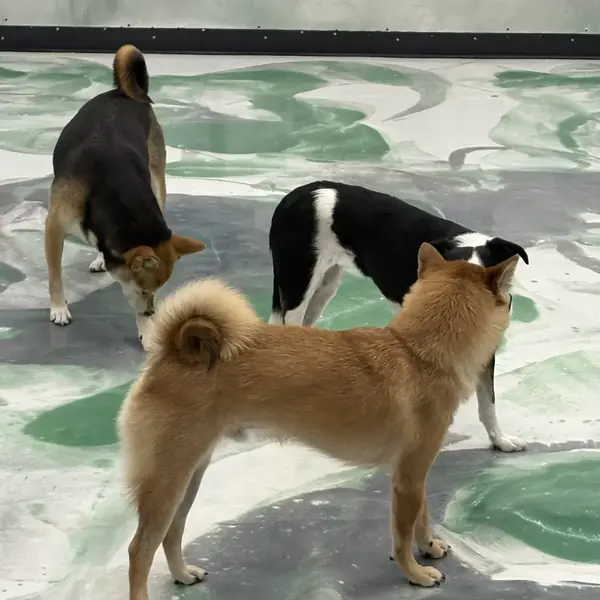 Suite time during boarding at K9 Rox Club